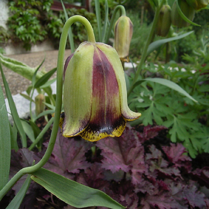 Fotos Fritillaria acmopetala - 